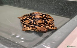 Tortoise reptiles for sale: Beautiful leopard tortoise for sale - Image 3