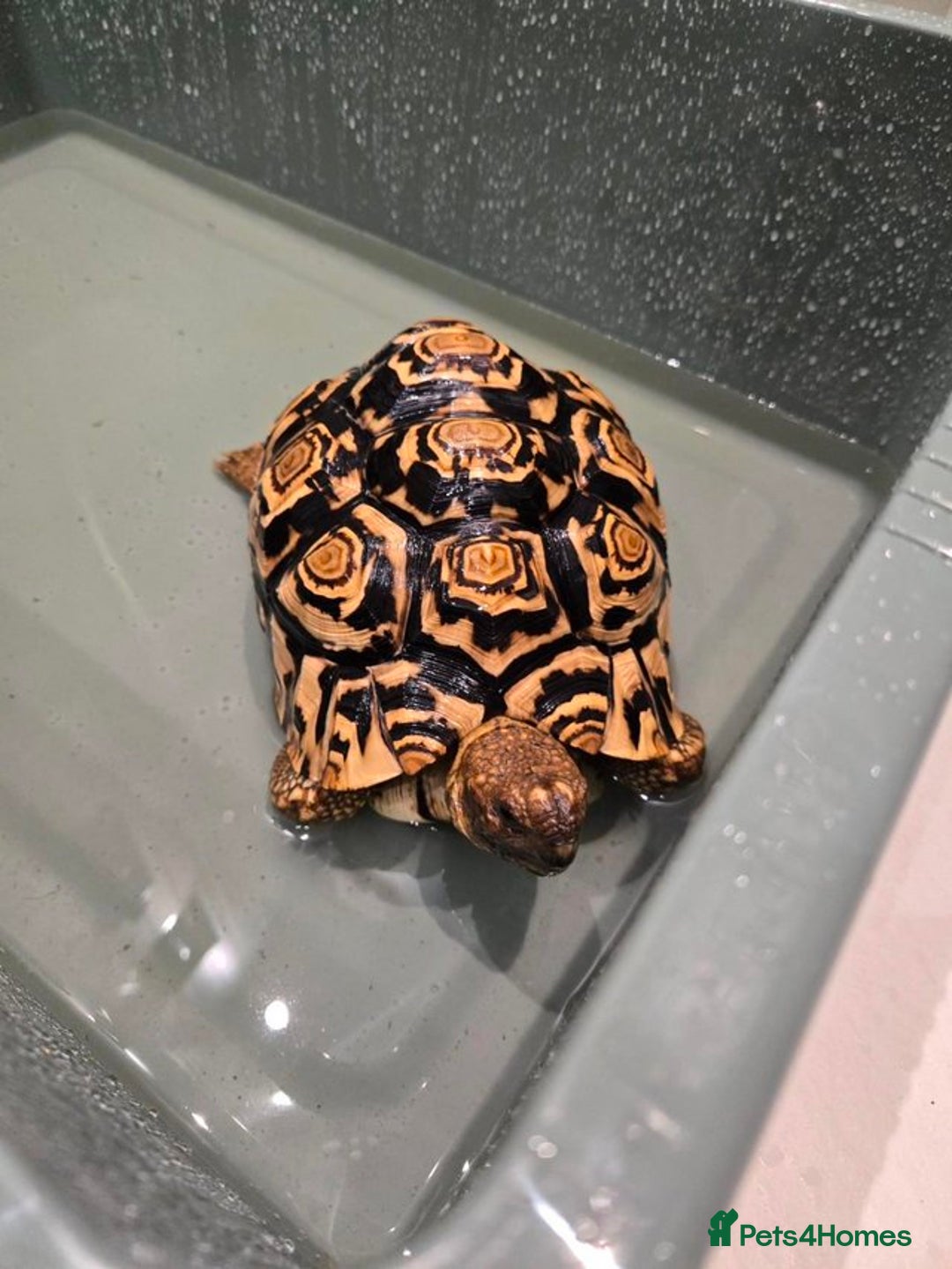 Tortoise reptiles for sale: Beautiful leopard tortoise for sale - Image 3