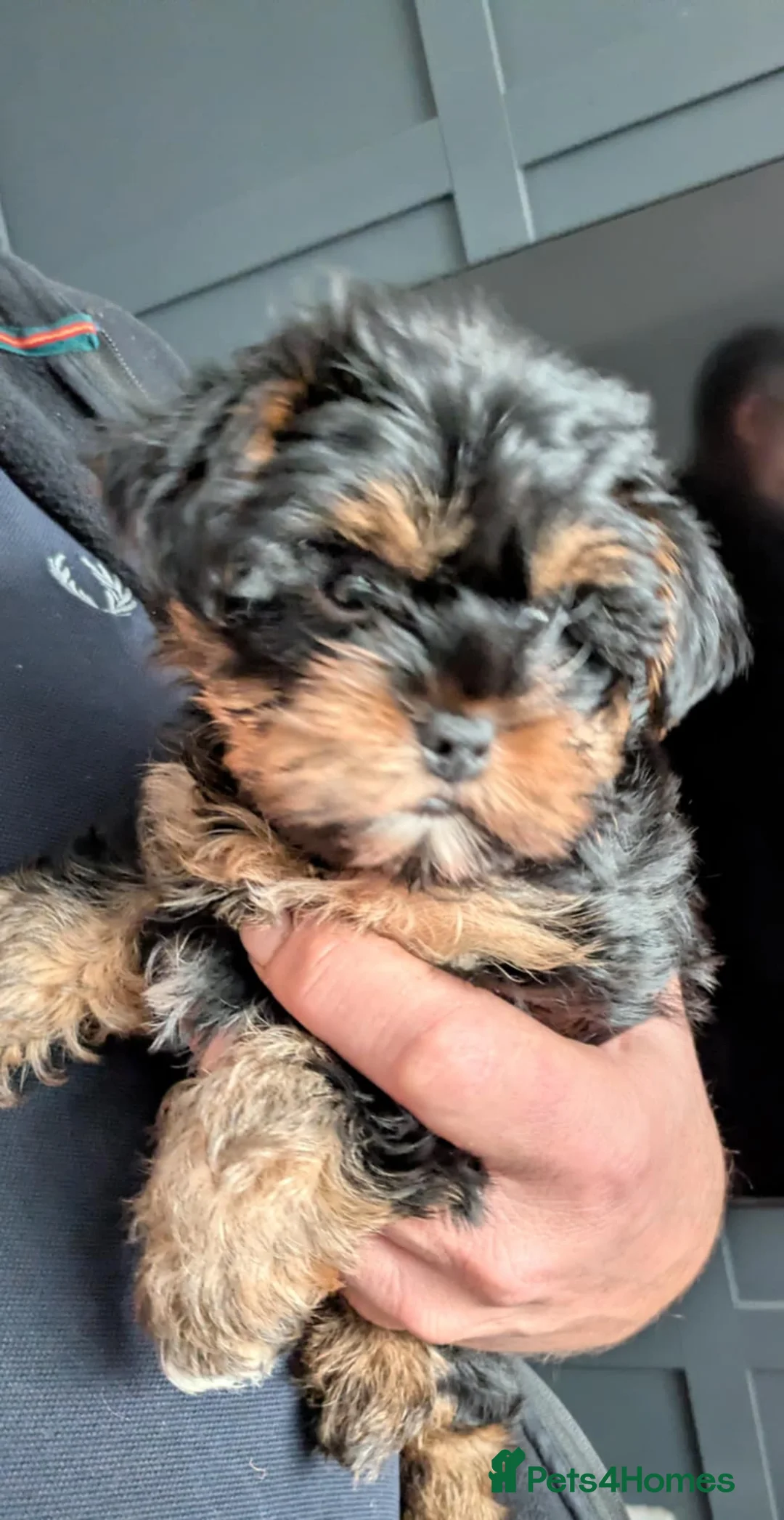 Yorkshire Terrier dogs for sale: Cute yorkies for sale - Advert 12