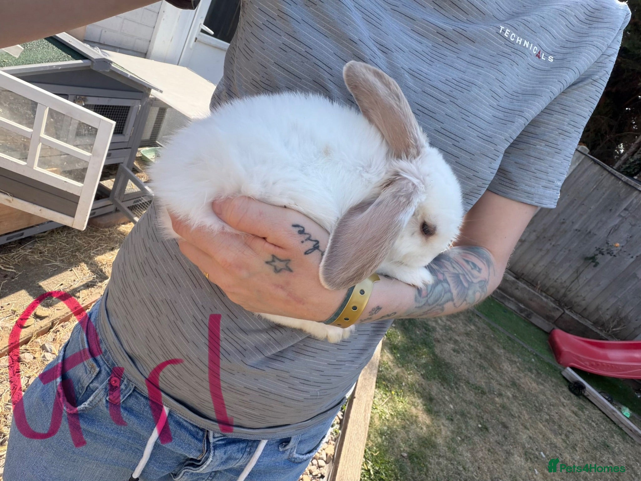 Mixed Breed rabbits Baby rabbits  - Advert 1