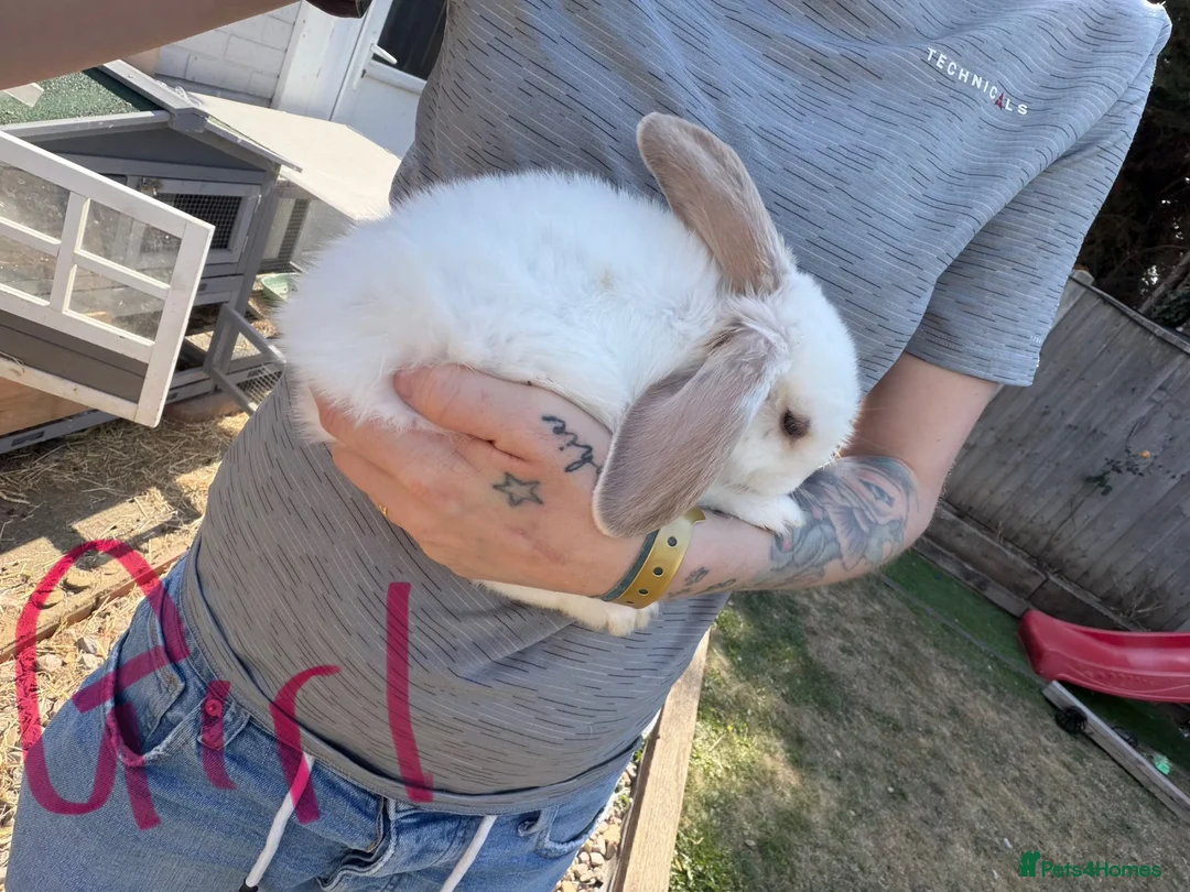 Mixed Breed rabbits for sale: Baby rabbits  - Advert 1