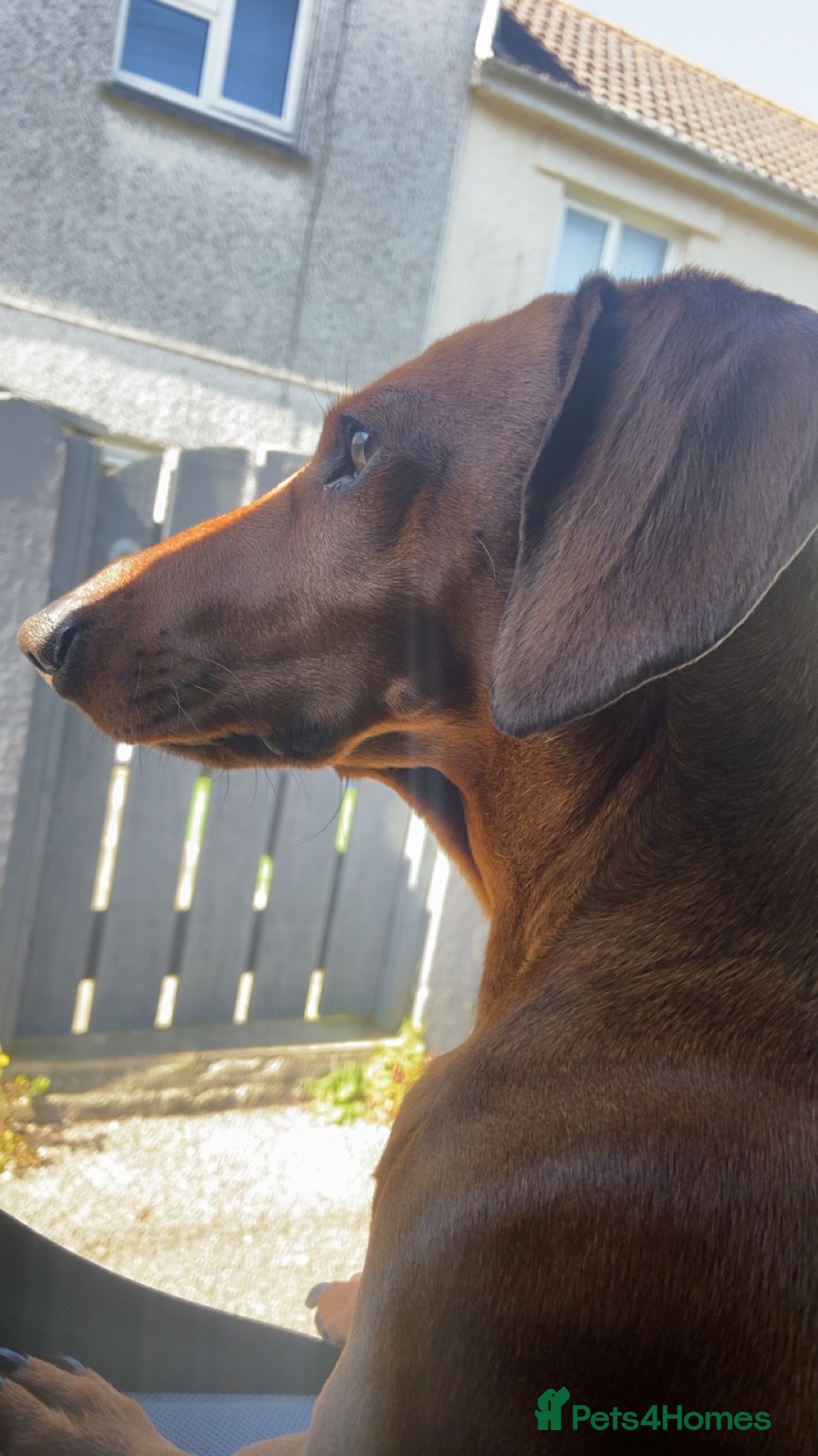 Dachshund dogs 2 year old dachshund for stud  - Advert 1