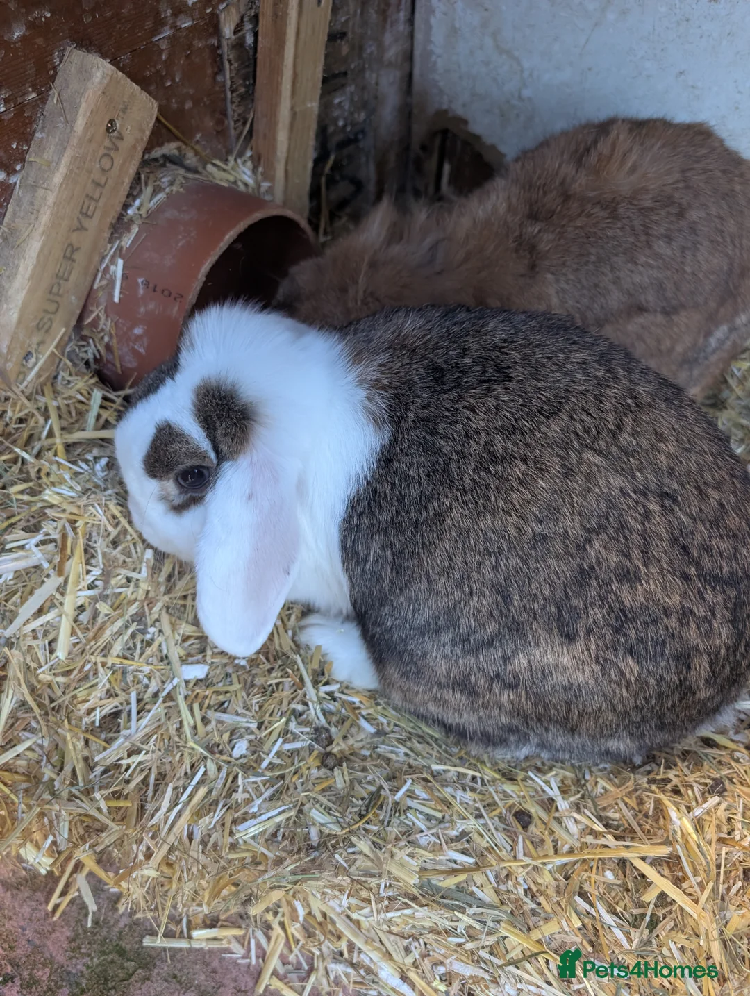 Lionhead rabbits for sale: Mum dad and 2 daughters  - Advert 2