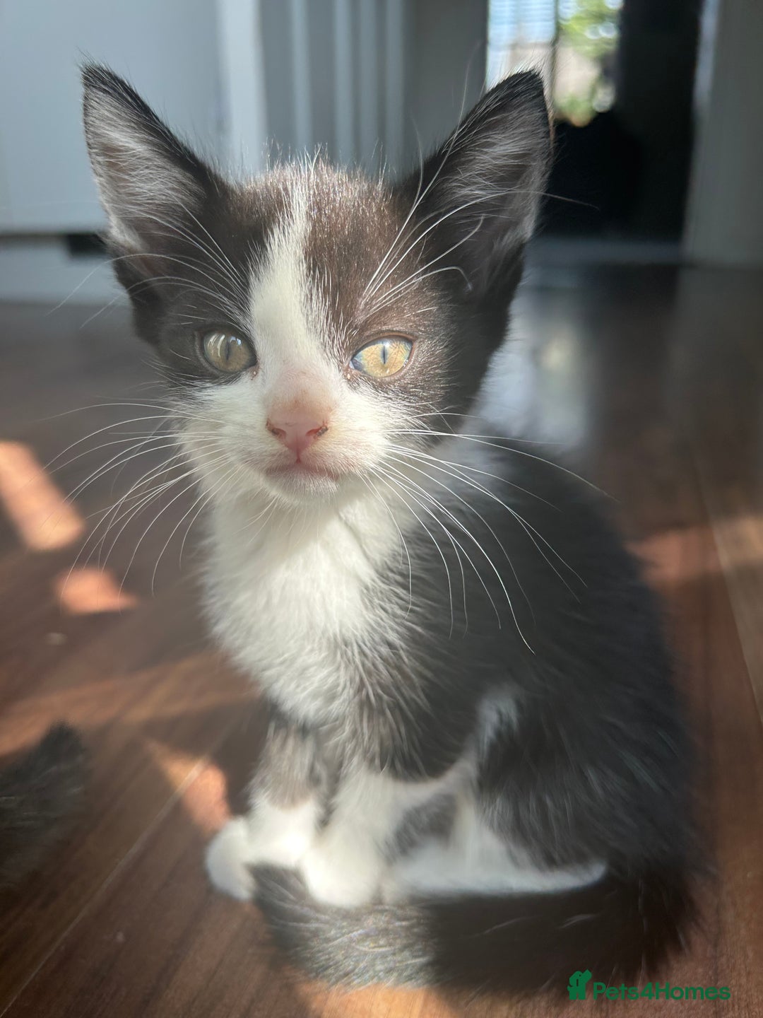 Mixed Breed cats for sale: Kittens for sale - Image 3