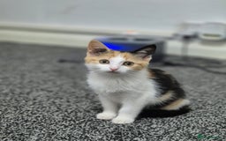 British Shorthair cats for sale: British shorthair cross domestic short hair  - Image 4