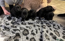 Labrador Retriever dogs for sale: Stunning lab pups - Advert 8