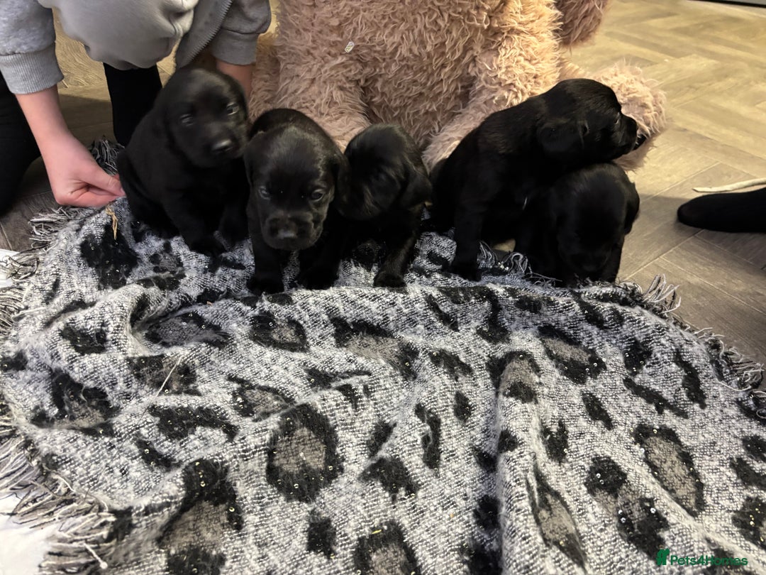 Labrador Retriever dogs for sale: Stunning lab pups - Advert 8