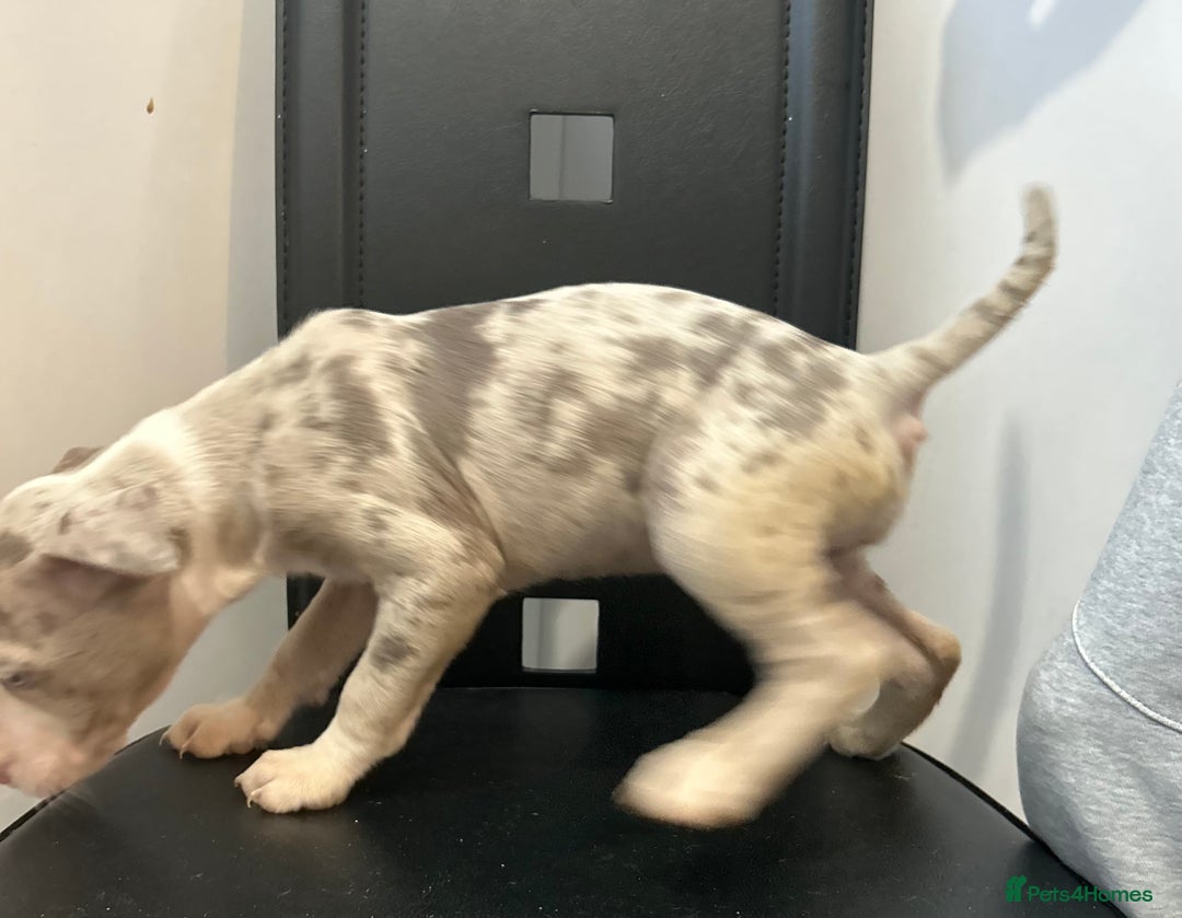 Mixed Breed dogs for sale: Mastiff x Shar pei puppies  - Image 10