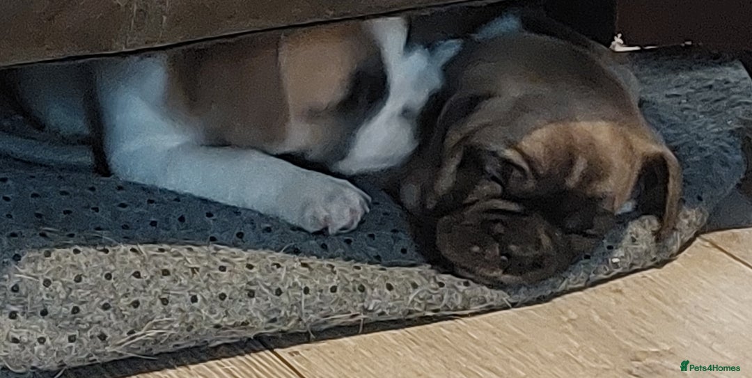 Mixed Breed dogs for sale: 1/2 chihuahua 1/2 french bulldog - Image 2