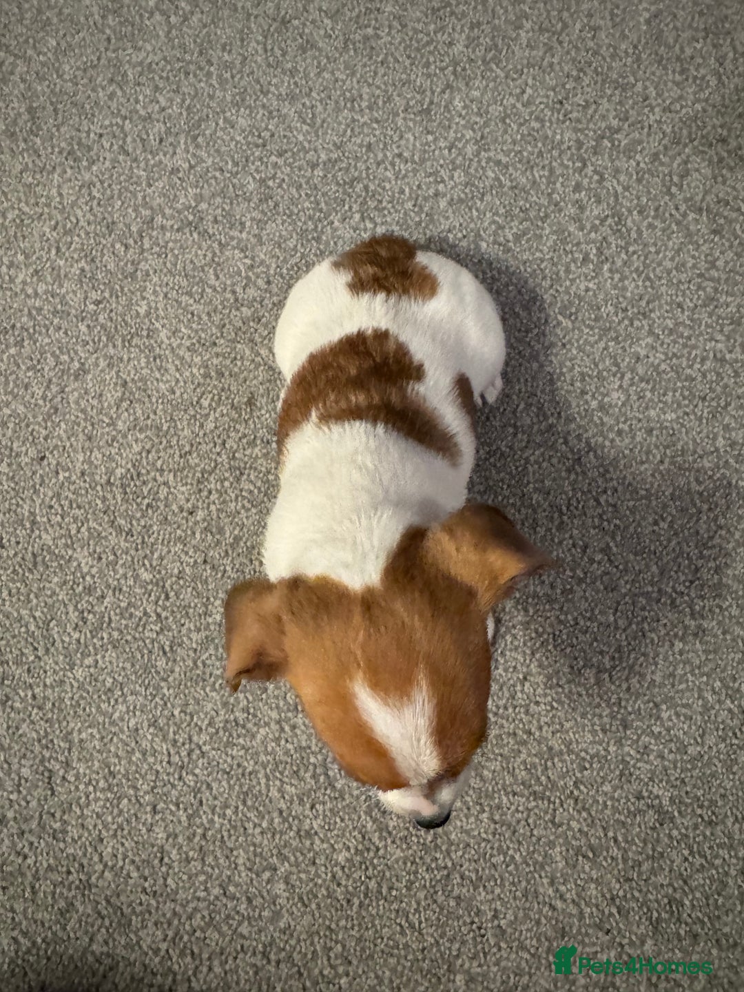 Jack Russell dogs for sale: Gorgeous Jack Russell Puppies For Sale  - Advert 12