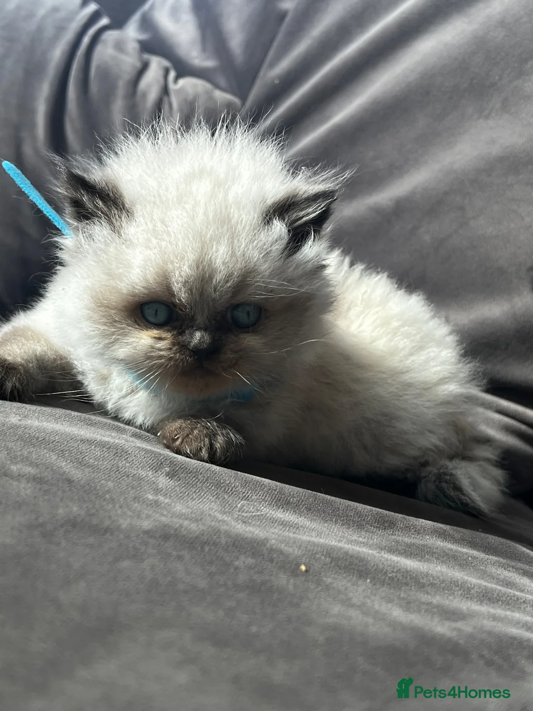 Persian cats for sale: Persian kittens for sale - Advert 7