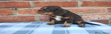 Cocker Spaniel 1