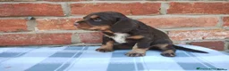 Cocker Spaniel dogs for sale: Beautiful Cocker Spaniel Puppies – 1 Boy, 2 Girls. in Northampton - Advert 4