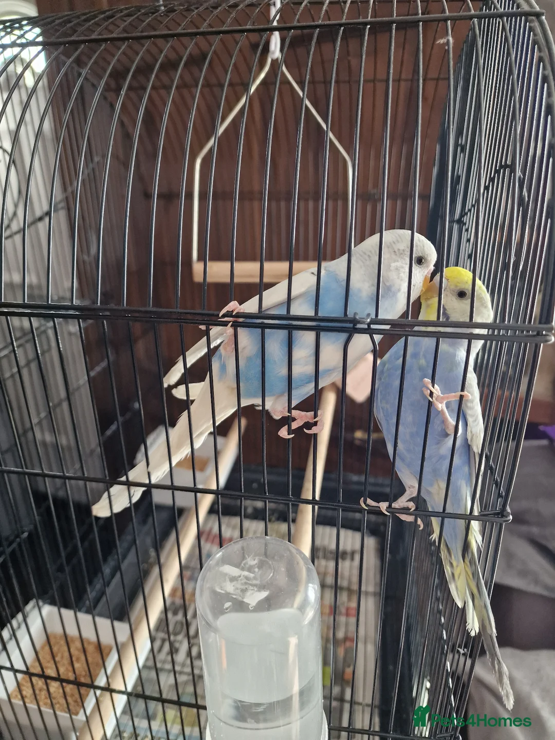 Budgerigars birds for sale: Pair of baby budgies with cage and hanging stand in Swindon - Advert 5