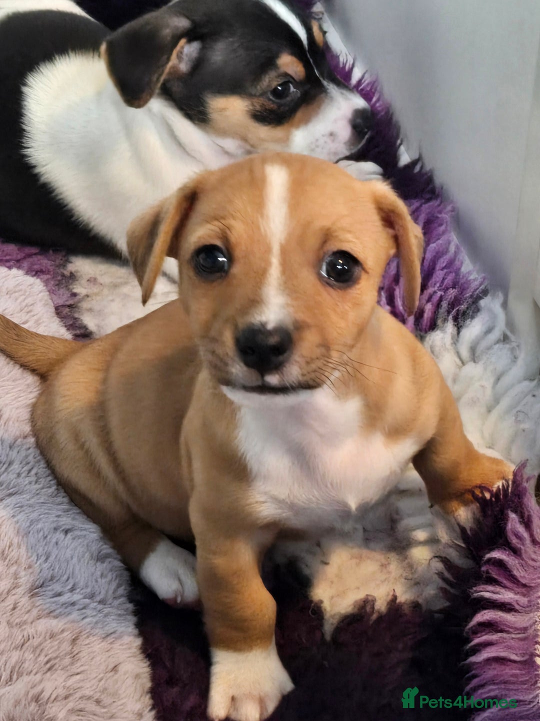 Jack Russell dogs for sale: Jack Russell puppies  - Advert 24
