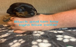 Miniature Dachshund dogs for sale: 7 beautiful miniature dachshund puppies for sale - Image 14