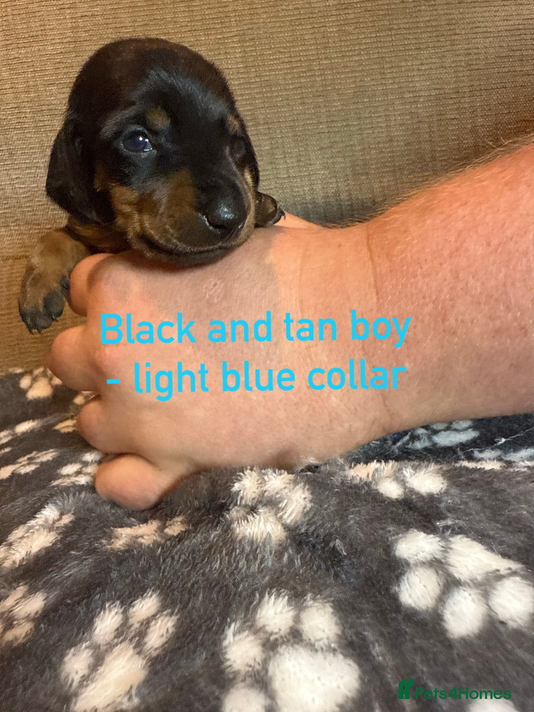 Miniature Dachshund dogs for sale: 7 beautiful miniature dachshund puppies for sale - Image 14