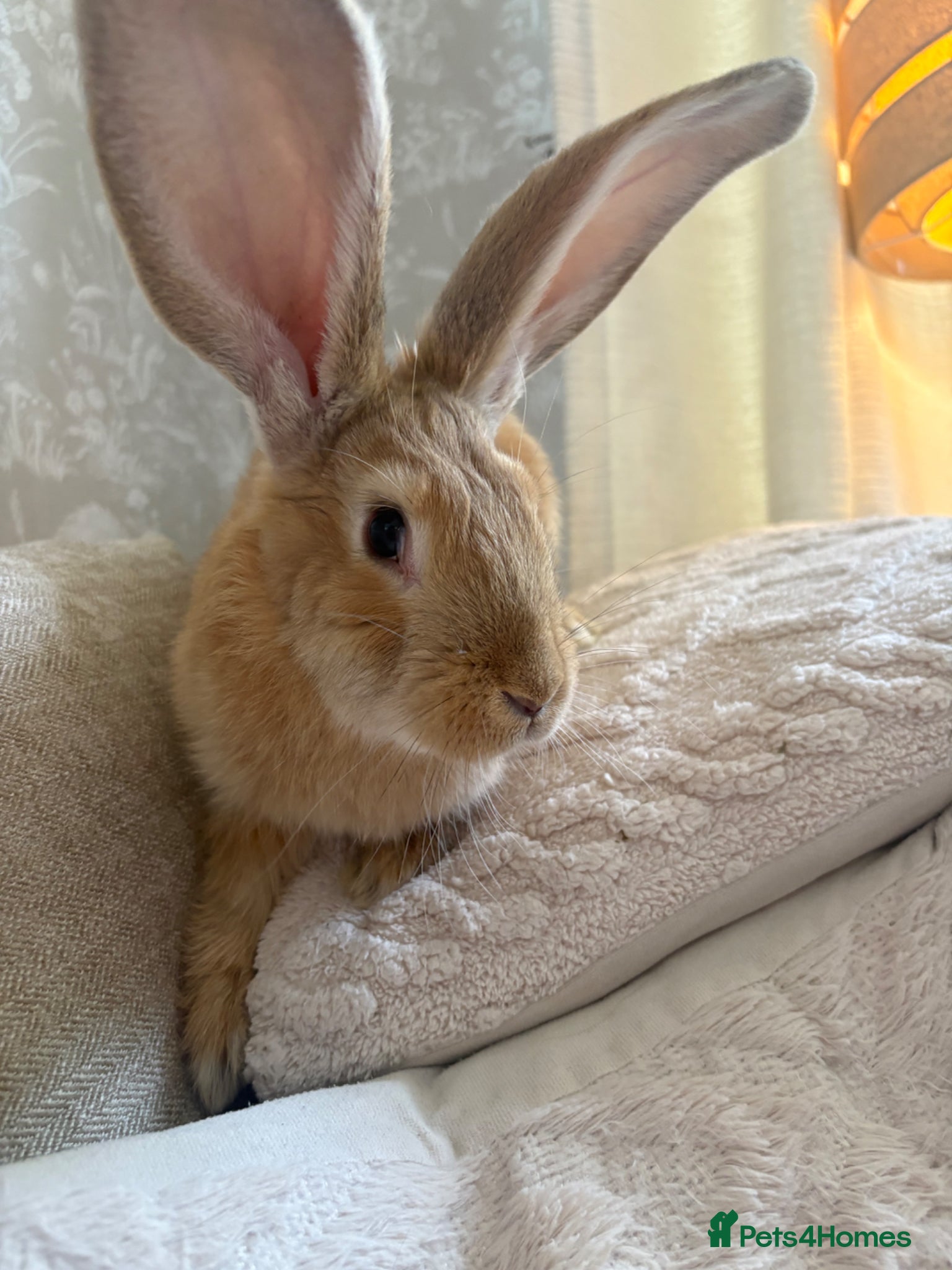 Continental Giant rabbits One left Lovely continental Giants baby rabbits  - Advert 2