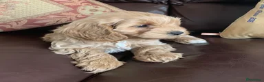 Cavachon Puppy 3