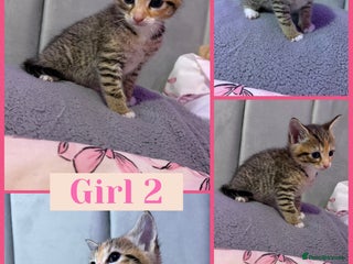 Mixed Breed cats 5 Stunning Tabby Kittens For Sale - Advert 13