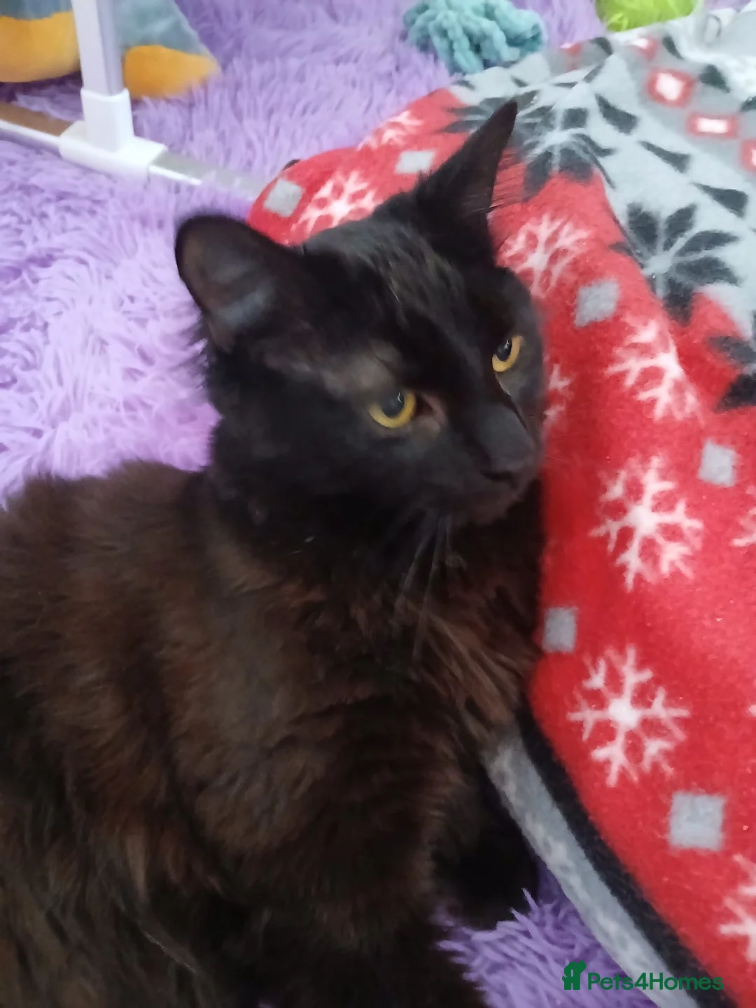 Mixed Breed cats for sale: Maine coon x male  - Advert 4