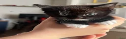 Mixed Breed cats for sale: Kittens  - Advert 3