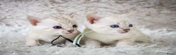 Bengal cats for sale: Stunning Silver Snow ❄️ Bengal Kittens  - Advert 4