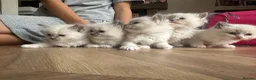 Ragdoll cats for sale: Ragdoll kittens pedigree  in Ellesmere Port - Advert 12