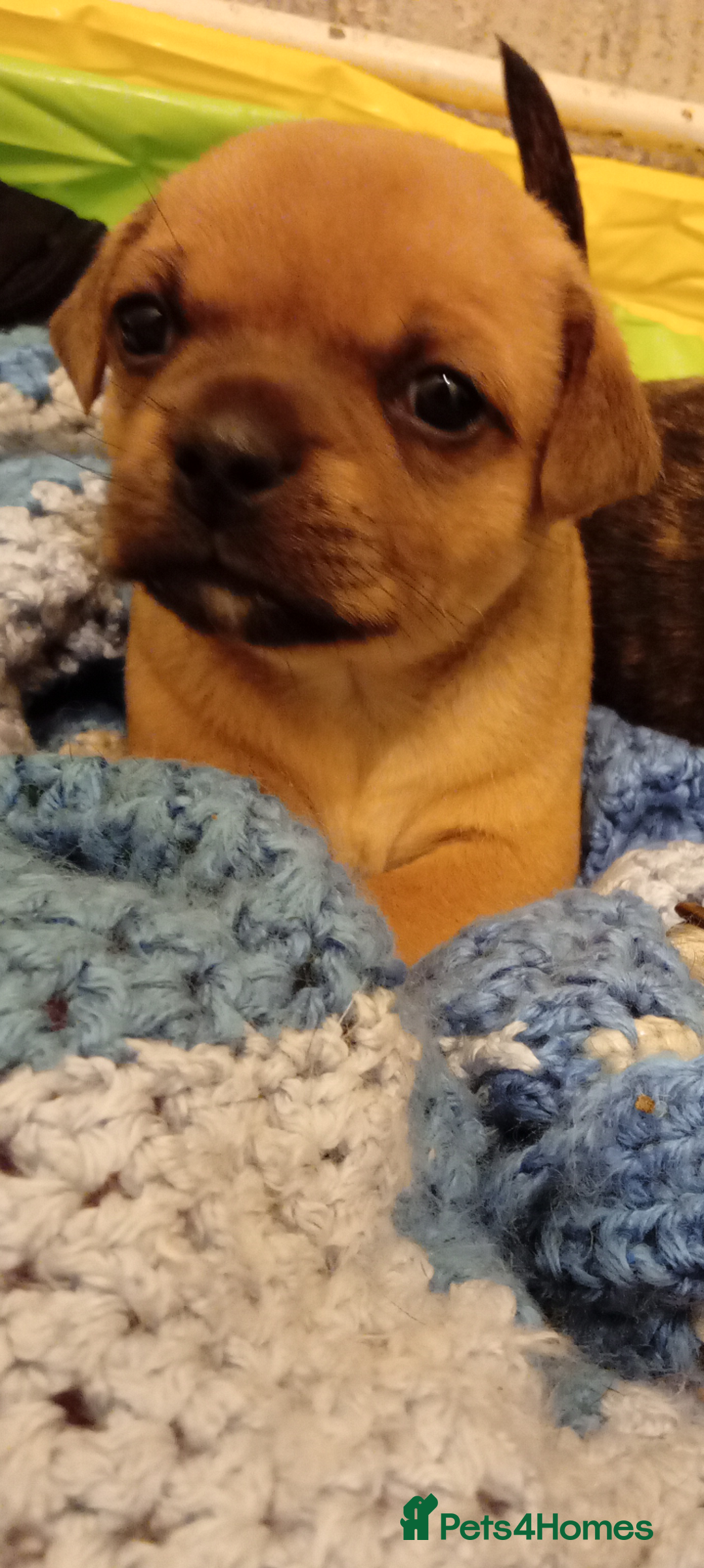 Staffordshire Bull Terrier dogs for sale: Honey staff cross pug  - Advert 4