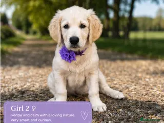 Golden Retriever dogs ❤️❤️❤️ Beautiful KC Golden Retriever puppies❤️❤️❤️ - Advert 1