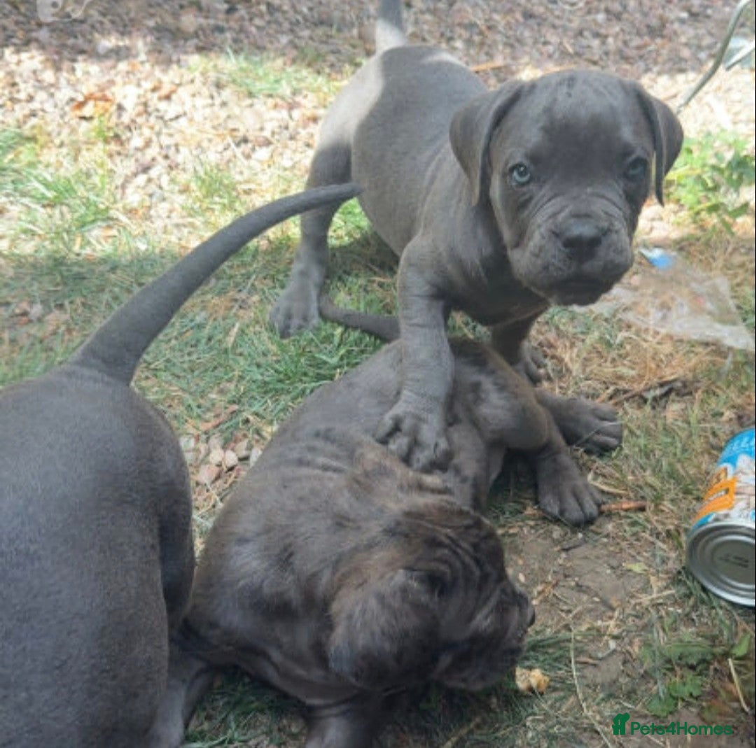 Cane Corso dogs A families best friend 🧡  - Advert 2