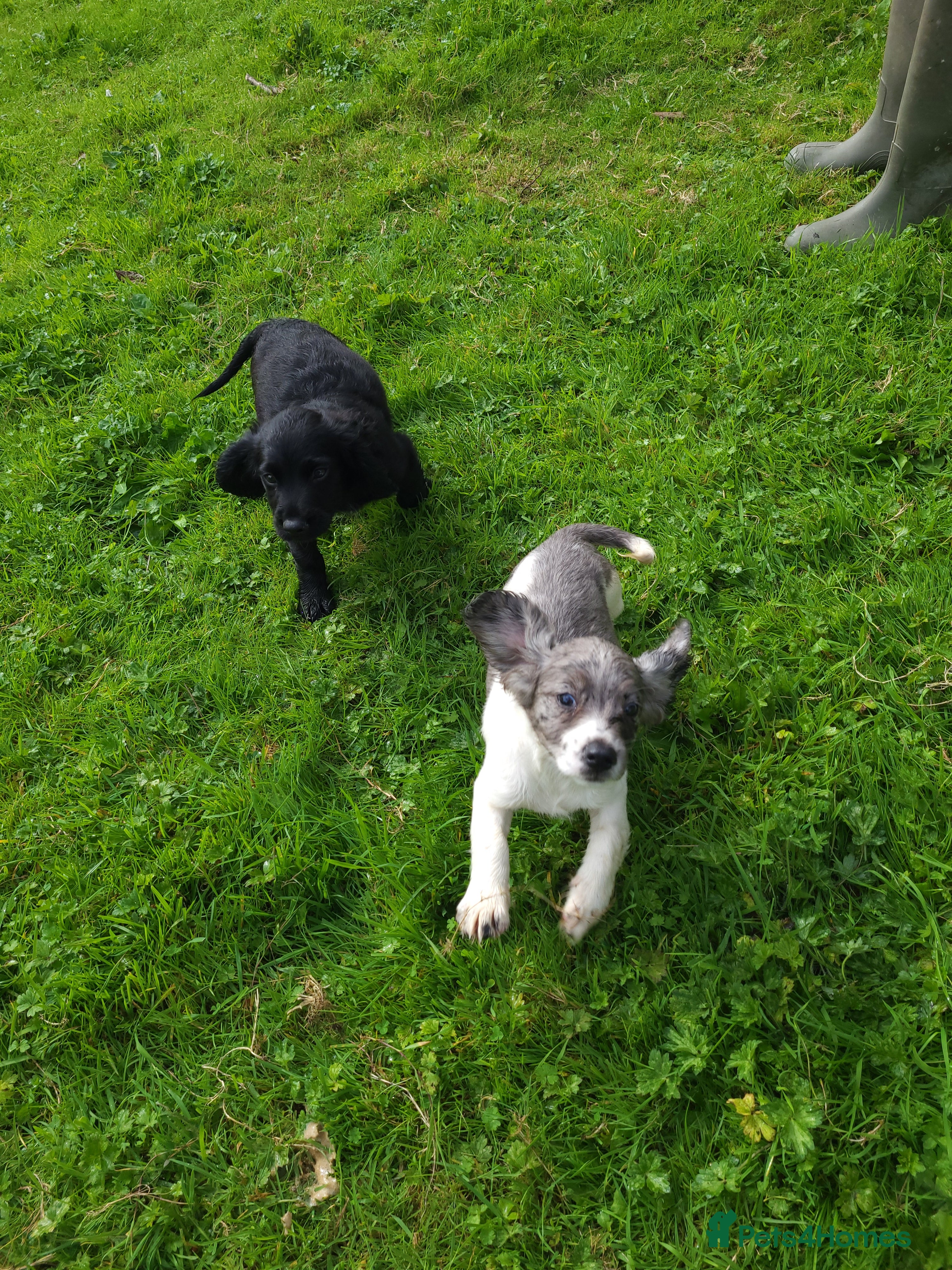 Cocker Spaniel dogs Beautiful Cocker Spaniel puppies - Advert 2