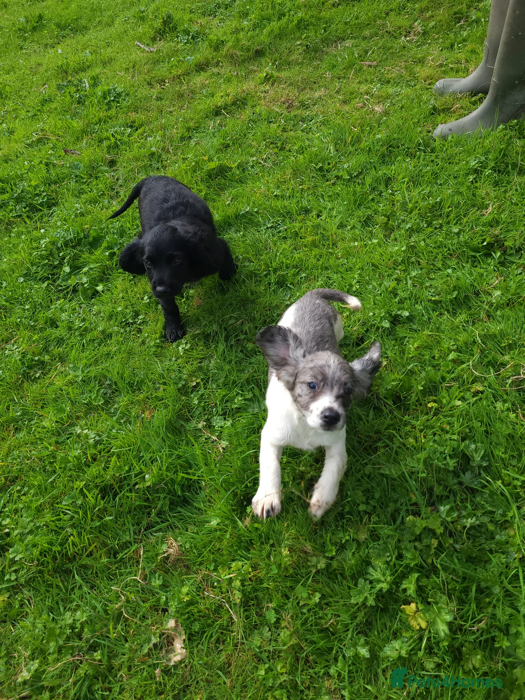 Cocker Spaniel dogs for sale: Beautiful Cocker Spaniel puppies in Llanelli - Advert 1