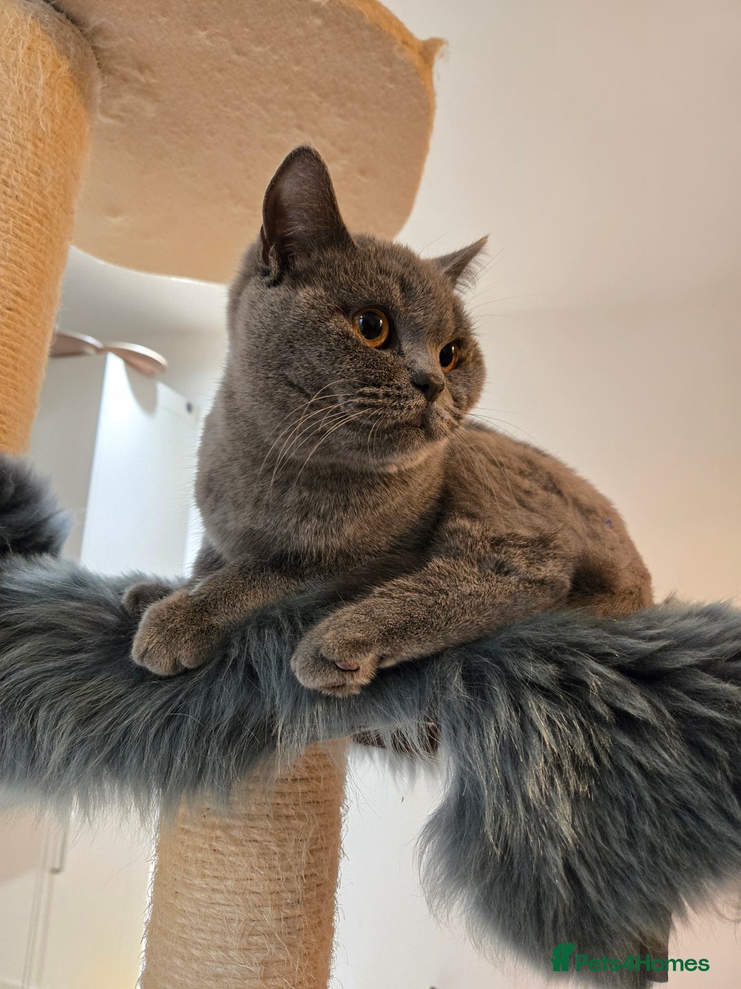 British Shorthair cats for sale: Blue British shorthair 9 months old £400 - Advert 14