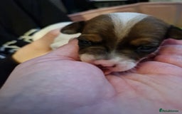 Mixed Breed dogs for sale: Jackchis - Advert 7