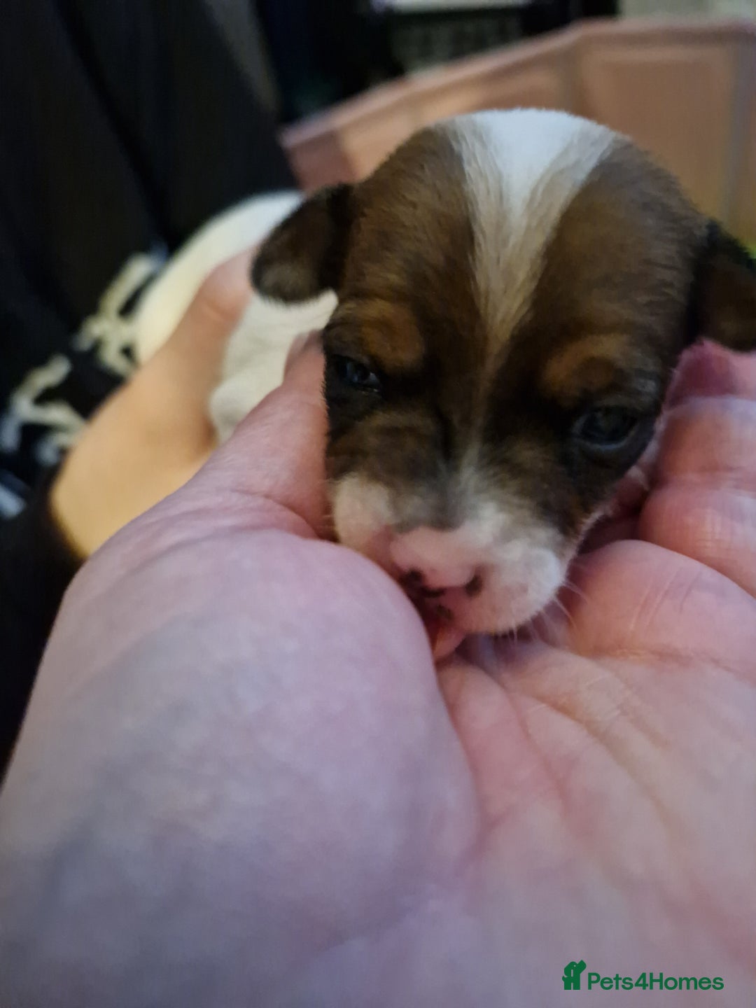 Mixed Breed dogs for sale: Jackchis - Advert 7