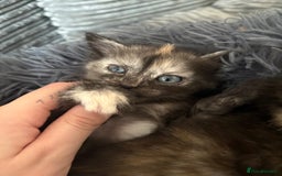 Mixed Breed cats for sale: (NEED HOMES) Beautiful kittens white/ginger - Image 8