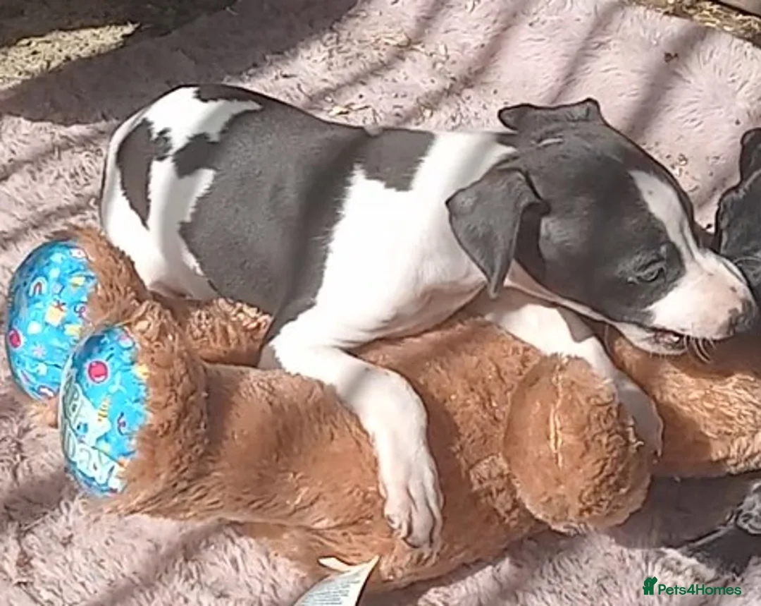 Italian Greyhound dogs for sale: Full Italian Greyhound puppies  - Advert 10