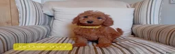 Mini Goldendoodle dogs for sale: Stunning Goldendoodle Puppies - Advert 6