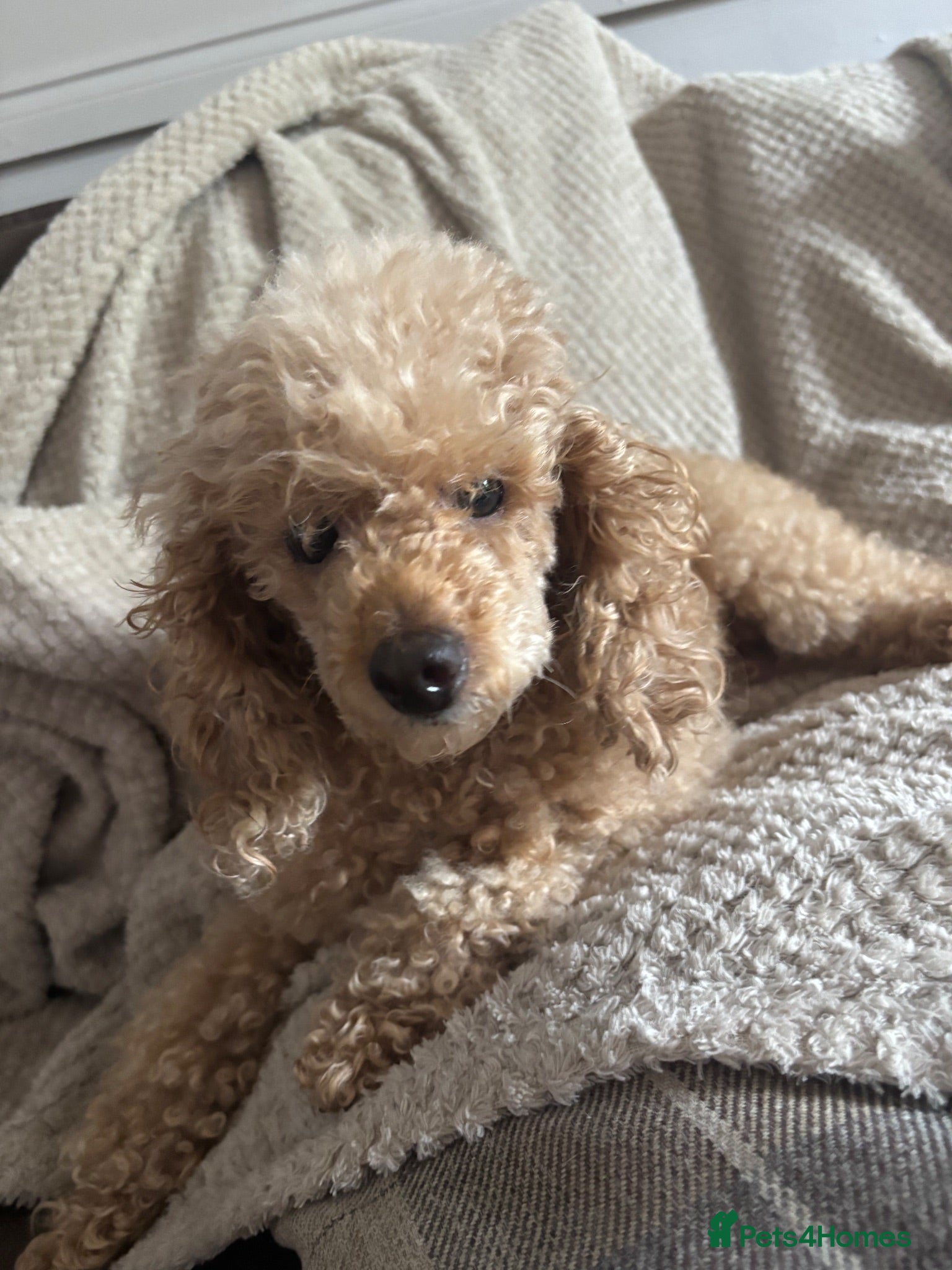 Toy Poodle dogs Beautiful toy poodles  - Advert 1