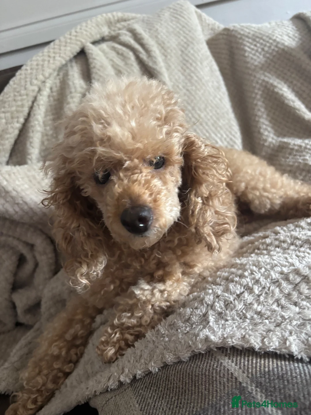 Toy Poodle dogs for sale: Beautiful toy poodles  - Advert 1