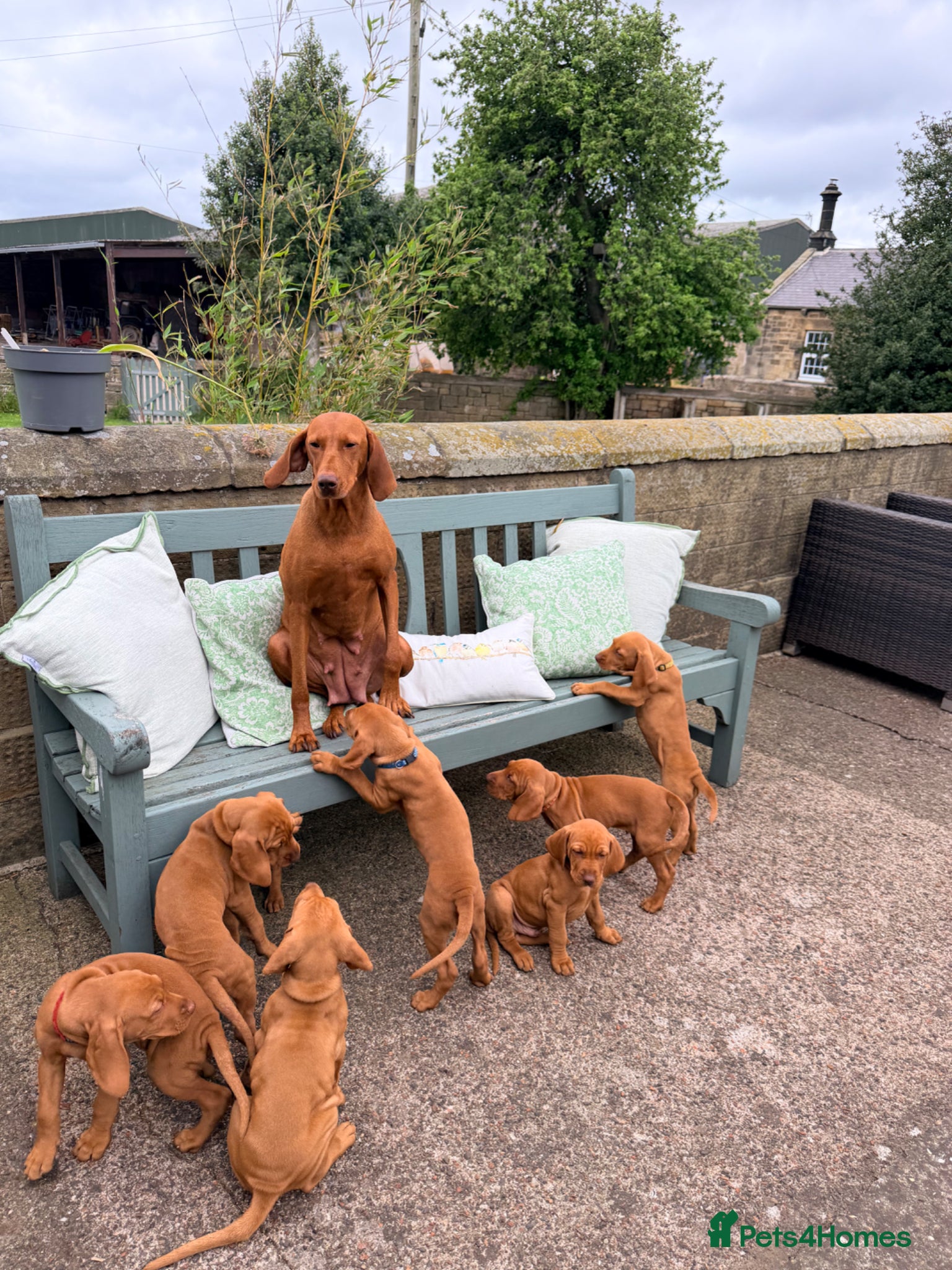 Hungarian Vizsla dogs !!READY TUESDAY!!! Beautiful KC Reg. Vizsla Pups - Advert 1