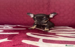 French Bulldog dogs for sale: Beautiful litter of French bulldog puppies  - Image 4