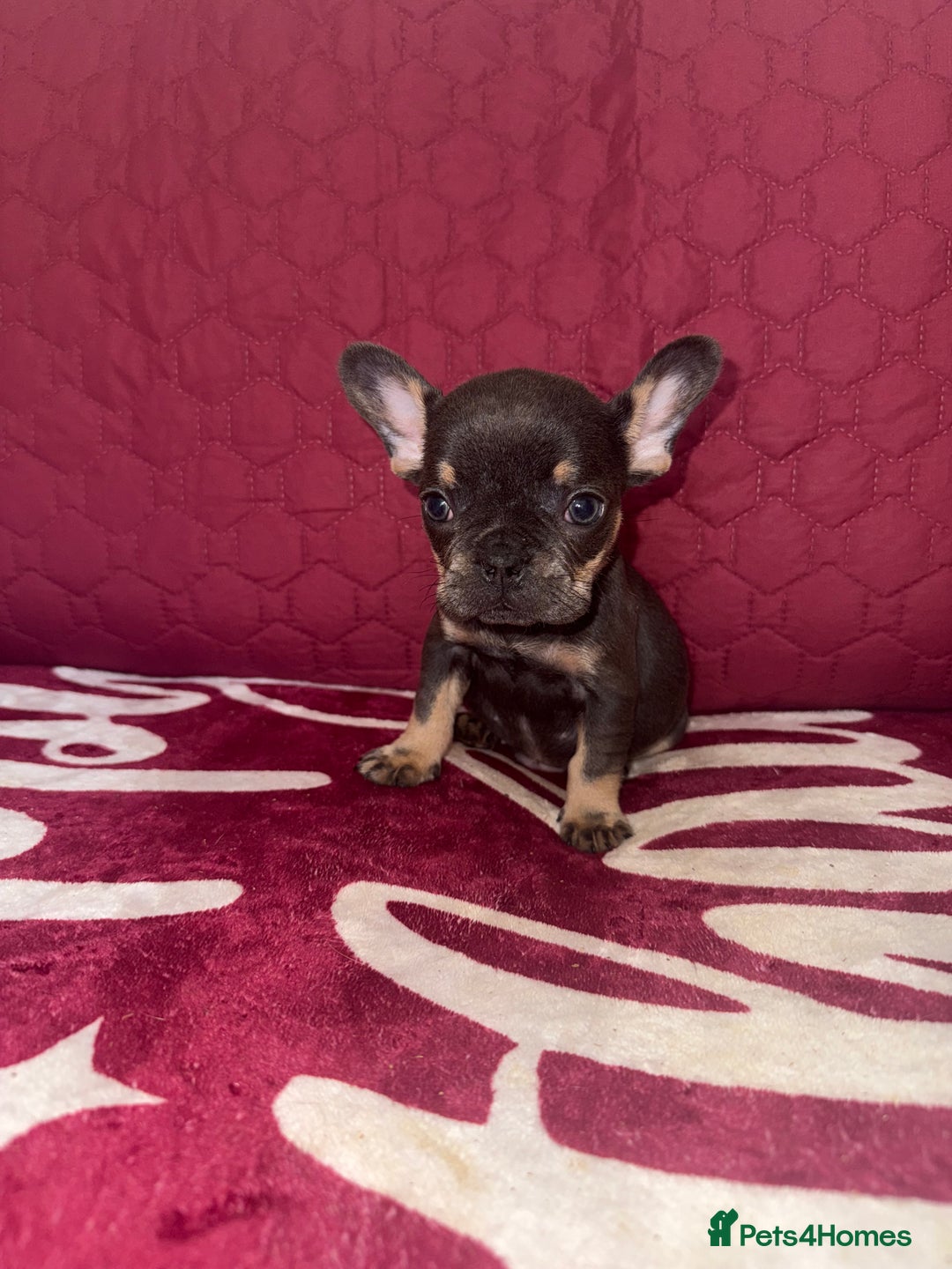 French Bulldog dogs for sale: Beautiful litter of French bulldog puppies  - Image 4