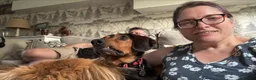 Mixed Breed dogs for sale: 6 year old beautiful boy looking for home - Advert 5