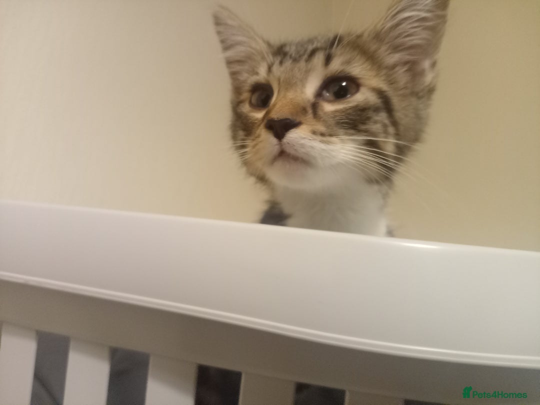 Tibetan cats for sale: Tabby kitten for sale - Image 6