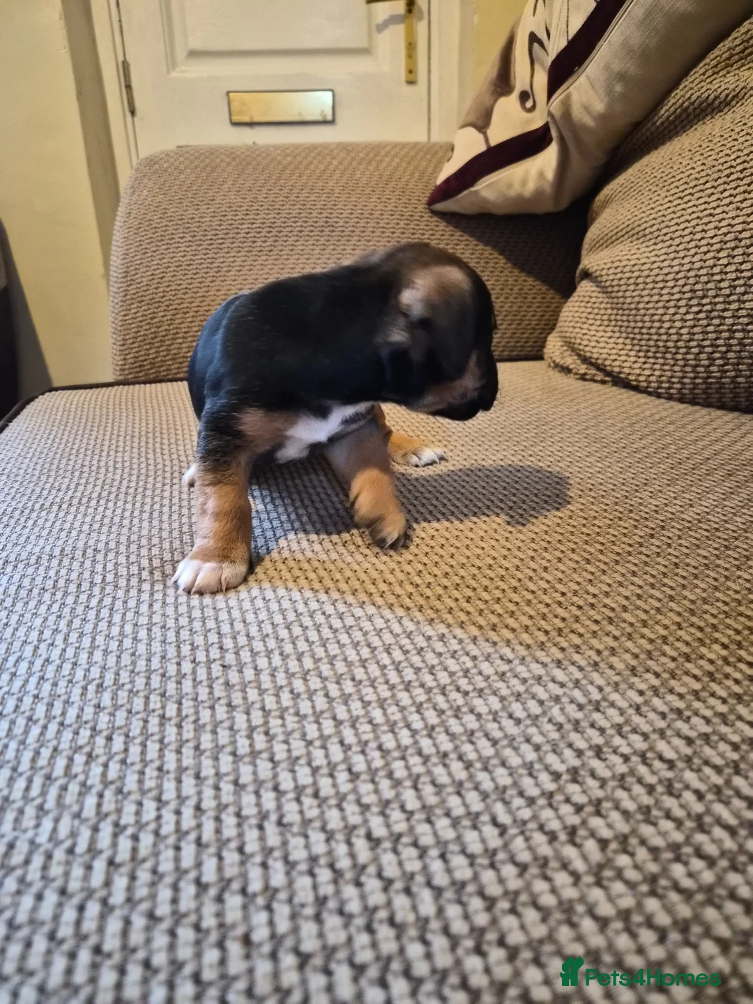 Mixed Breed dogs for sale: Jackrussles border  - Advert 6