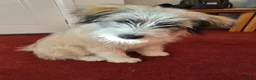 Mixed Breed dogs for sale: Reactive dog needing experienced owner - Advert 4