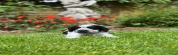 Cocker Spaniel dogs for sale: Royal cocker spaniel puppies - Advert 8