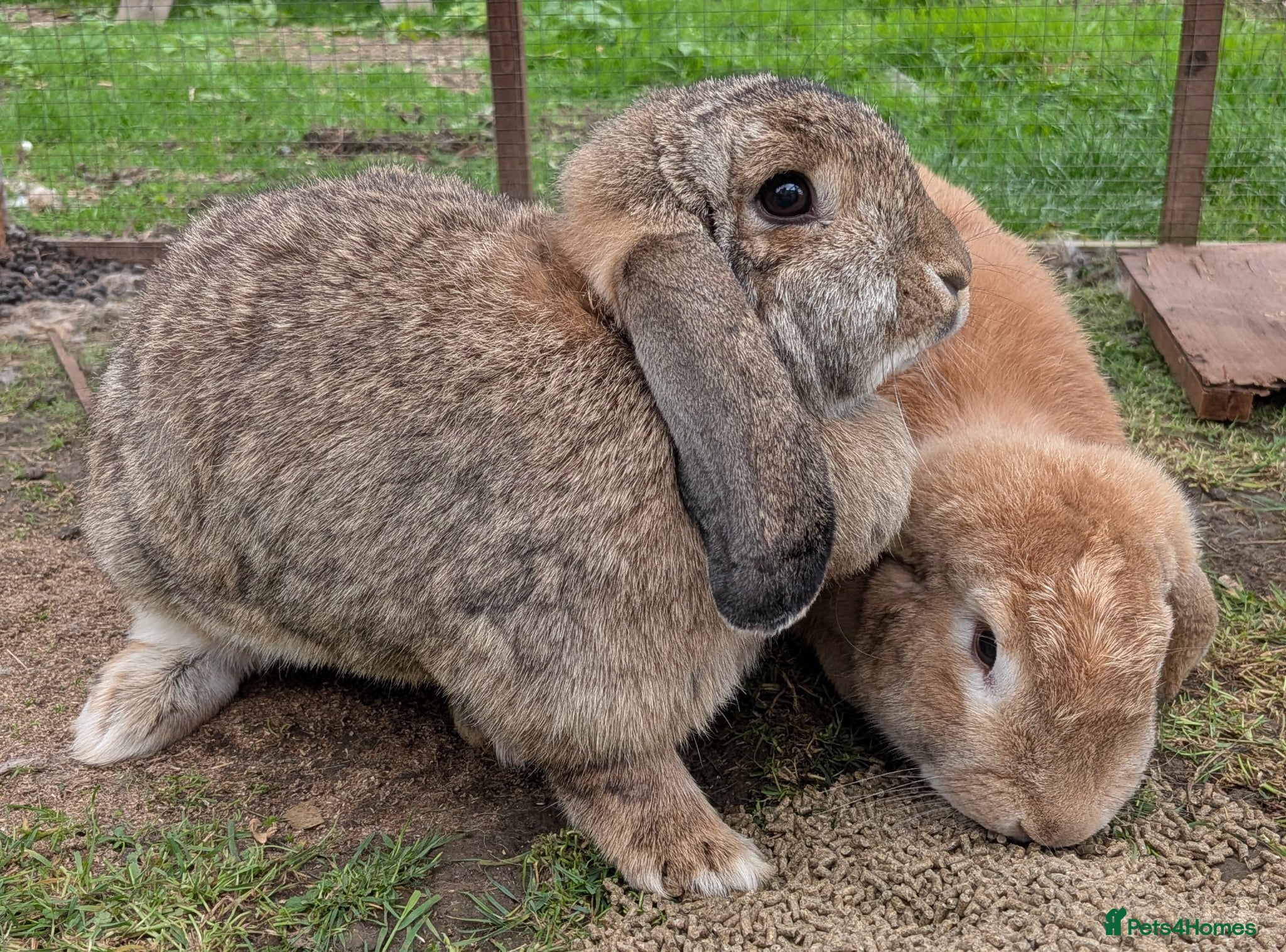 French Lop rabbits 2x 1 Year Old French Lop Doe Sisters - Advert 6